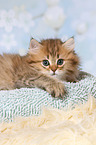 lying Highlander Kitten