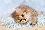 lying Highlander Kitten