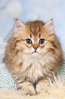 Highlander Kitten