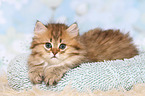 lying Highlander Kitten