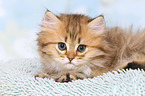 lying Highlander Kitten