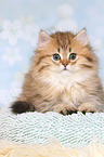 sitting Highlander Kitten