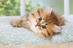 lying Highlander Kitten