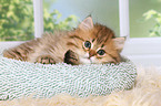 lying Highlander Kitten