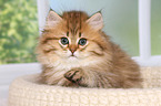 Highlander Kitten Portrait