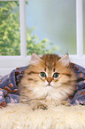 lying Highlander Kitten