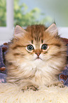 lying Highlander Kitten
