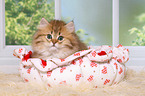 Highlander Kitten Portrait