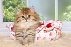 Highlander Kitten