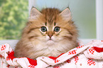 Highlander Kitten Portrait