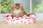 Highlander Kitten