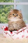 sitting Highlander Kitten
