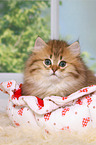Highlander Kitten Portrait