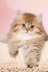 Highlander Kitten