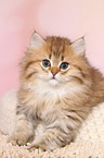 Highlander Kitten