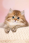 Highlander Kitten