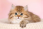 Highlander Kitten