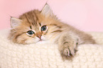 Highlander Kitten Portrait