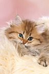 lying Highlander Kitten