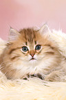 lying Highlander Kitten