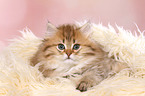 lying Highlander Kitten