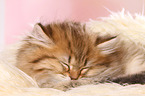 sleeping Highlander Kitten
