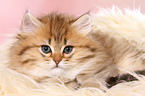 lying Highlander Kitten