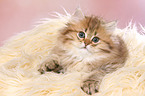 lying Highlander Kitten