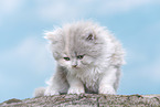 young British Longhair kitten