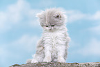 young British Longhair kitten