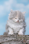 young British Longhair kitten