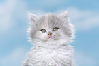 young British Longhair kitten