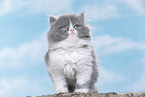 Highland kitten