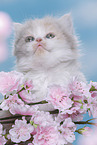 young British Longhair kitten