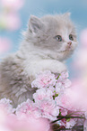 young British Longhair kitten
