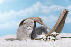 Highlander and British Shorthair Kitten
