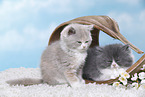 Highlander and British Shorthair Kitten