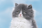 Highland kitten