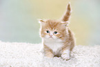 Highlander Kitten