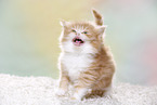 Highlander Kitten