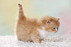 Highlander Kitten