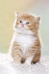 Highlander Kitten