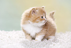 Highlander Kitten