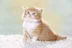 Highlander Kitten