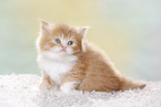Highlander Kitten