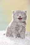 Highlander Kitten