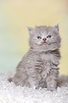 Highlander Kitten