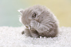 Highlander Kitten