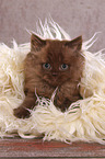 lying Highlander kitten