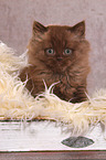sitting Highlander kitten